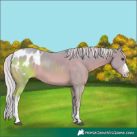 Horse Color:Watercolor White Spotted Silver Black Appaloosa 