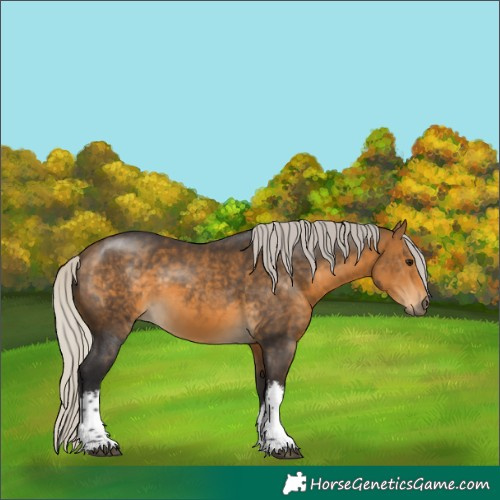 Horse Color:White Spotted Silver Buckskin