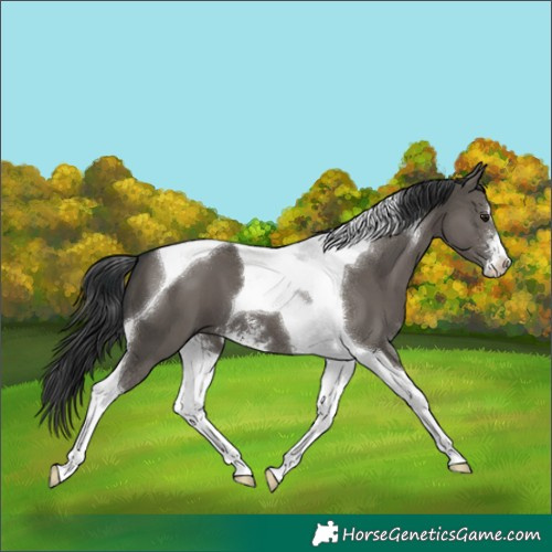 Horse Color:Grullo Sabino Tobiano 