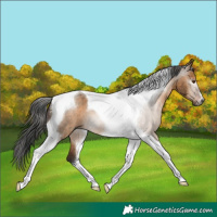 Horse Color:Gray Bay Dun Tobiano