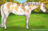 Horse Color:White Spotted Silver Buckskin Onyx 