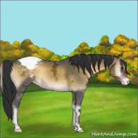 Horse Color:Brown Ice Onyx Appaloosa 