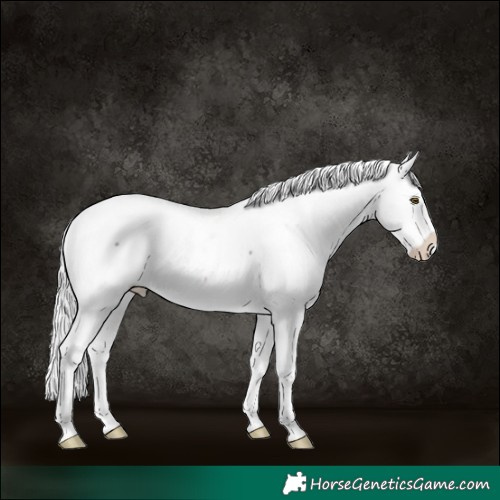 Horse Color:Platinum Silver Buckskin Sabino Splash Snowcap 