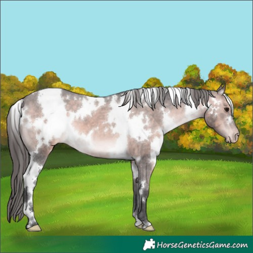 Horse Color:Platinum White Spotted Brown Appaloosa 