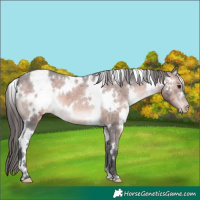 Horse Color:Platinum White Spotted Brown Appaloosa 