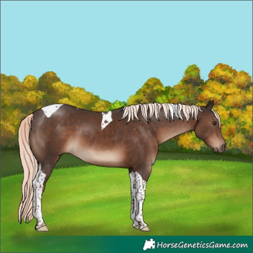 Horse Color:Liver Chestnut Mushroom Tobiano 
