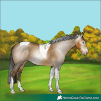 Horse Color:Gray Sable Cream Champagne Tobiano 