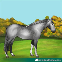 Horse Color:Gray Black Tobiano 
