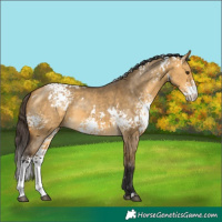 Horse Color:White Spotted Buckskin Dun 