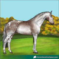 Horse Color:Gray White Spotted Bay