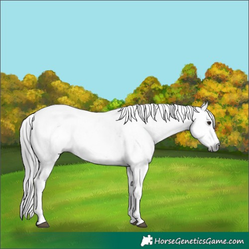 Horse Color:Gray Brown Dun Sabino 