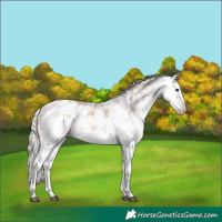 Horse Color:White Spotted Silver Brown Dun Sabino Rabicano 