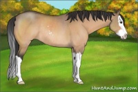 Horse Color:Brown Dun Sabino Splash Rabicano