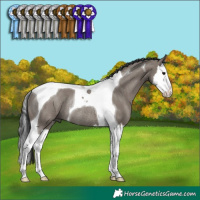 Horse Color:Grullo Splash Tobiano Rabicano