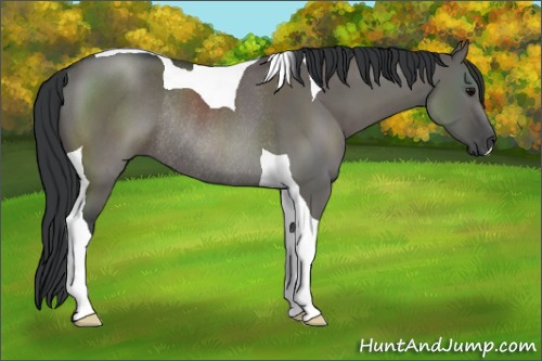Horse Color:Grullo Tobiano Rabicano