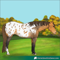 Horse Color:Buckskin Blanket 