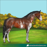 Horse Color:White Spotted Brown 