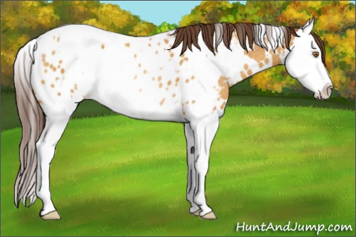 Horse Color:White Spotted Sable Cream Champagne Splash Near Leopard