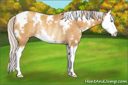 Horse Color:White Spotted Silver Sable Cream Champagne Splash Rabicano