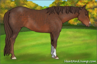 Horse Color:Liver Chestnut 