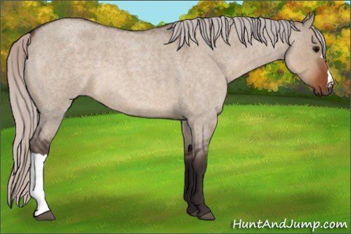 Horse Color:Silver Brown Roan Dun 