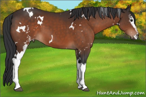 Horse Color:White Spotted Brown