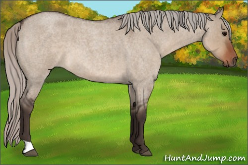 Horse Color:Silver Brown Roan Dun