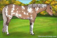 Horse Color:White Spotted Silver Brown Dun 