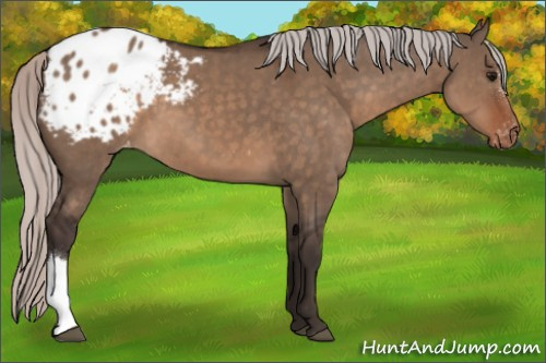 Horse Color:Silver Brown Dun Appaloosa