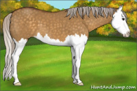 Horse Color:Silver Buckskin Dun Splash 