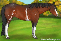 Horse Color:White Spotted Brown 