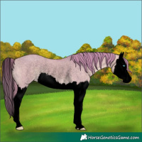 Horse Color:Void Watercolor Perlino Dun Splash Rabicano 