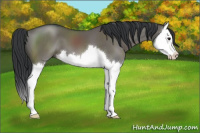 Horse Color:Grullo Sabino Splash 