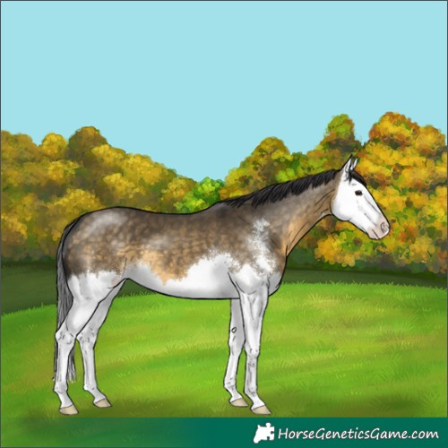 Horse Color:Buckskin Dun Sabino Splash 