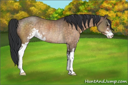 Horse Color:Brown Dun Sabino Rabicano 