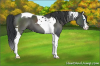 Horse Color:Grullo Sabino Splash Tobiano