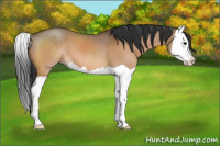 Horse Color:Bay Dun Splash 