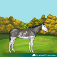 Horse Color:Grullo Sabino Splash