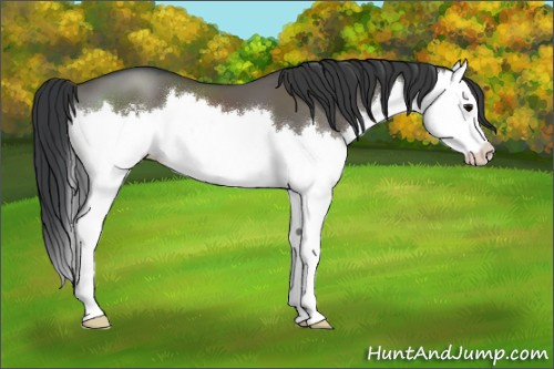 Horse Color:Grullo Sabino Splash
