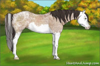 Horse Color:Sable Champagne Ice Sabino Splash 