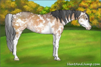 Horse Color:Brown Dun Sabino 