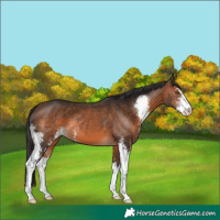 Horse Color:Brown Sabino