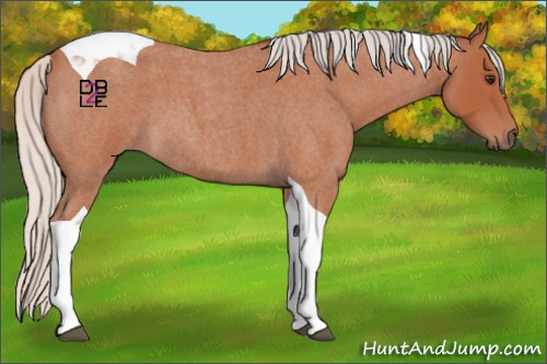 Horse Color:Silver Brown Roan Mushroom Tobiano