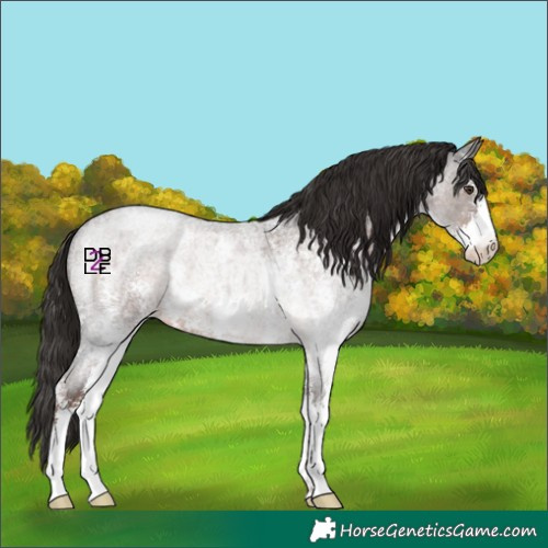 Horse Color:Liver Red Roan Sabino