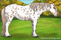 Horse Color:Liver Chestnut Pearl Near Leopard 
