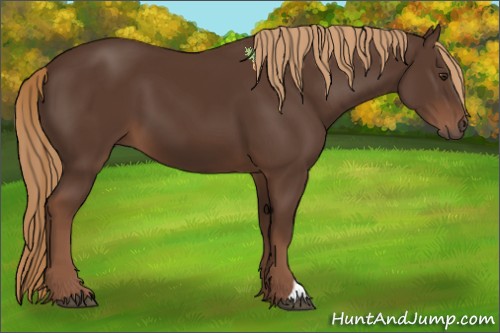 Horse Color:Liver Chestnut 
