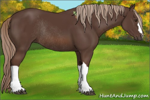 Horse Color:Liver Chestnut Rabicano 