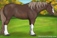 Horse Color:Liver Chestnut Rabicano 