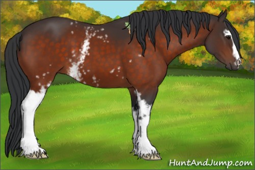 Horse Color:White Spotted Bay 