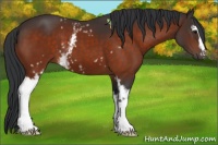 Horse Color:White Spotted Bay 